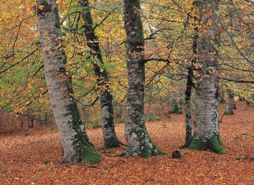 Parque Natural Señorio de Bertíz en Navarra